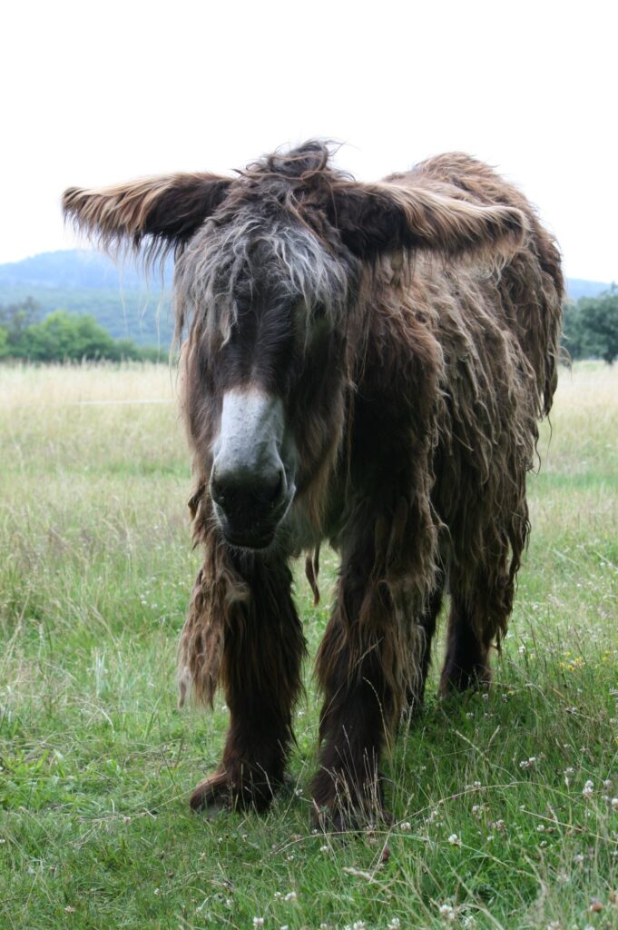 Abb. 1 Ältere Eselstute (hier: 19 Jahre alt). © Puck Plötz, Cleeberg