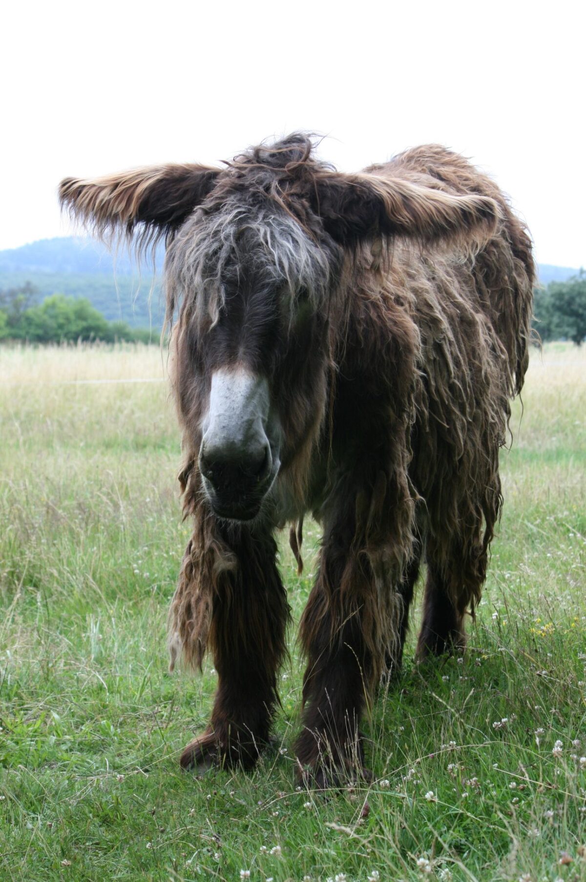 Abb. 1 Ältere Eselstute (hier: 19 Jahre alt). © Puck Plötz, Cleeberg