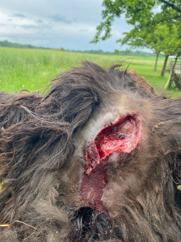 Abb. Kopfverletzung eines Poitoueselhengstes durch Tritt. © Puck Plötz, Cleeberg